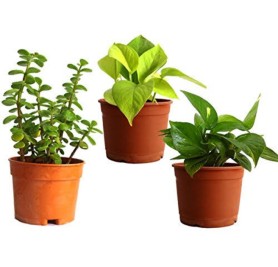 Pack of 3 Law Maintenance Indoor Plants